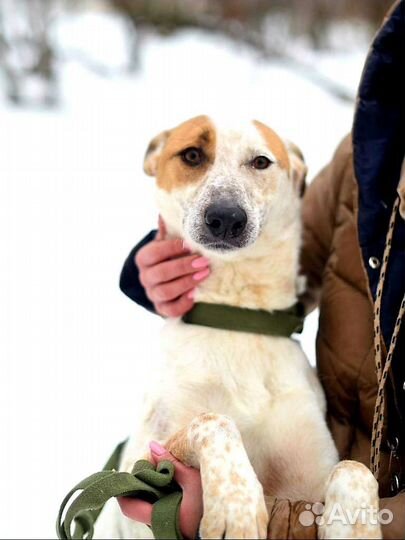 Собака в добрые руки из приюта бесплатно