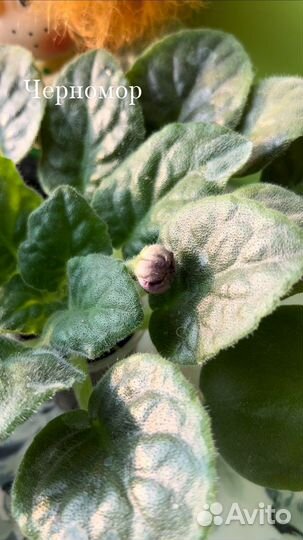 Фиалки цветущие