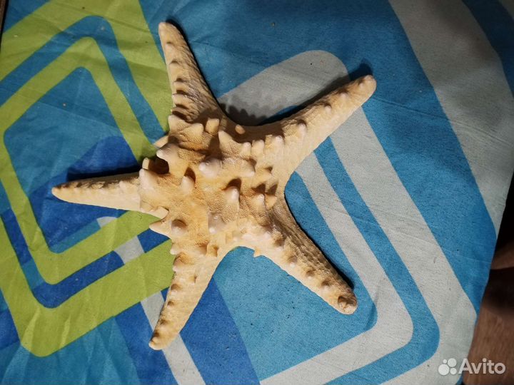 Морская звезда большая