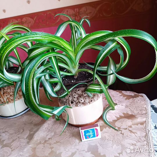 Хлорофитум кучерявый