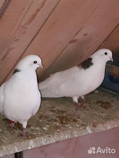 Голуби высоколетные