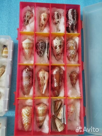 Коллекция ракушек Конусы (200 шт.)