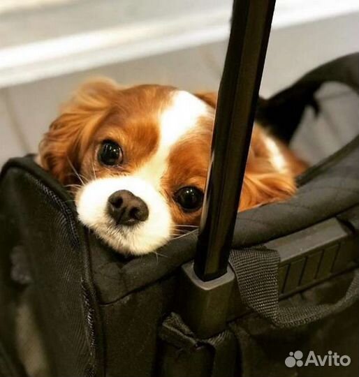 Ребятки Cavalier спаниель