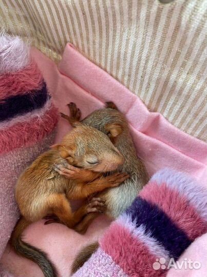 Белка, бельчата ручные