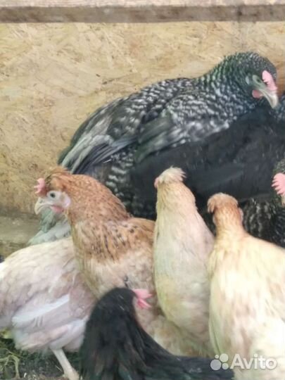 Доминанты и другие курочки