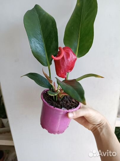 Антуриум Шерцера Красный, цветет