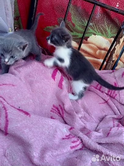 Котята в добрые руки мальчик и девочка