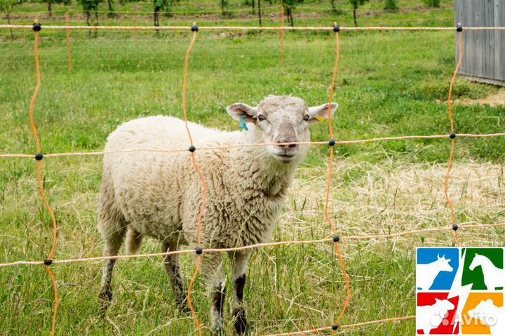 Электропастух