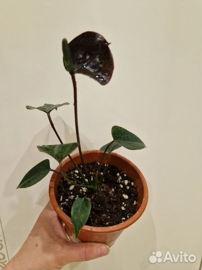 Антуриум Блек лав, Принцесса Амалия