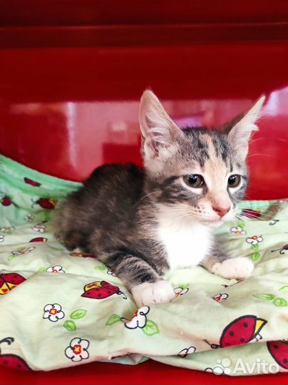 Трехцветное счастье ждет вас нежнее нежного