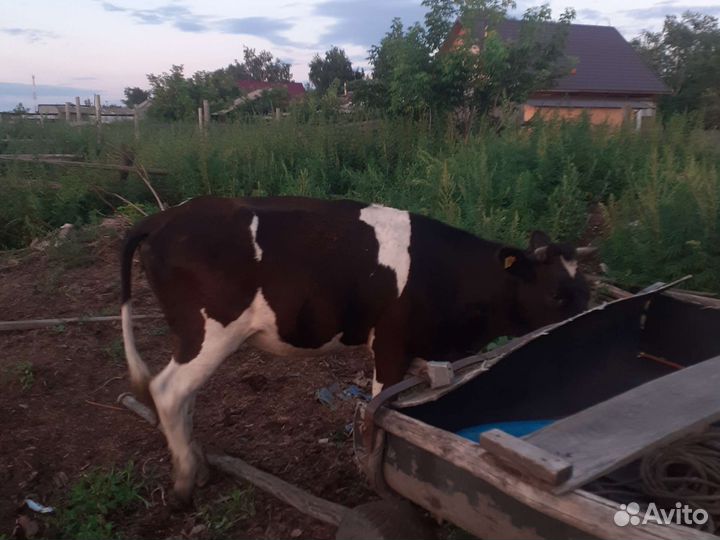 Телка стельная