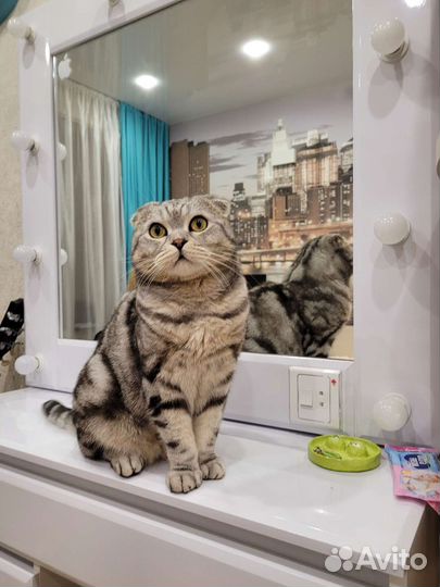 Усы кота для поделок
