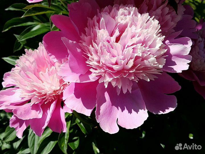 Пион Эдулис Суперба