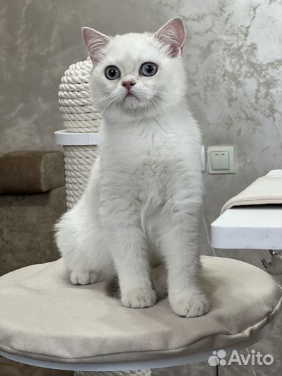 Британская золотая шиншилла