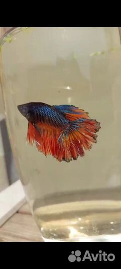 Рыбка петушок