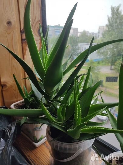 Алоэ лечебный