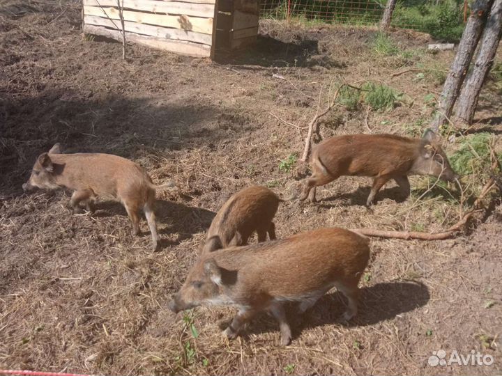 Кабанчик кабан дикий