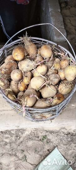 Семенной картофель гала