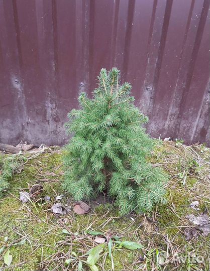 Ель канадская Коника