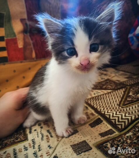 Котята отдам бесплатно