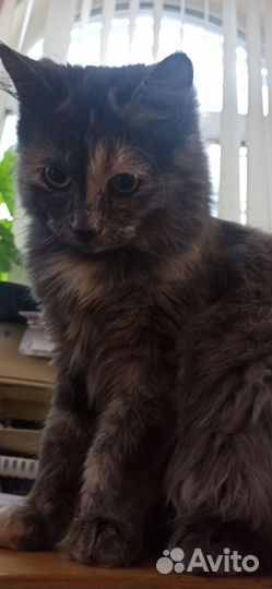 Стерилизованная кошка-подросток