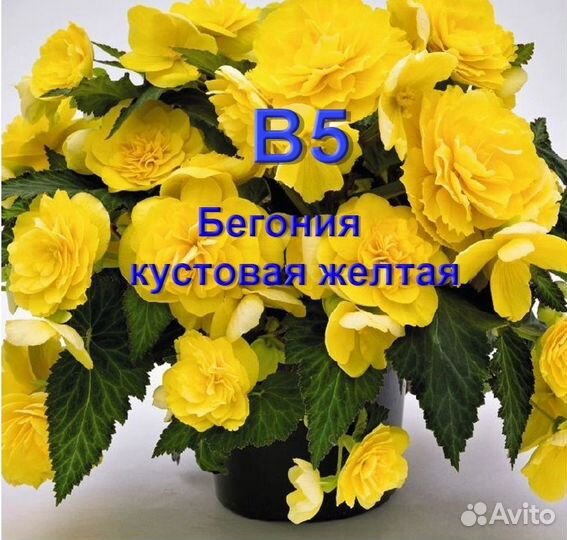 Растение бегония
