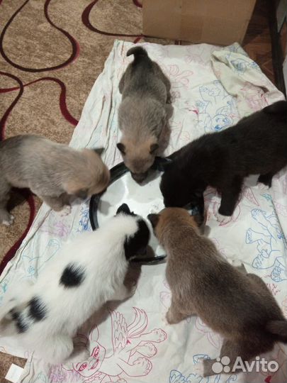 Щенки волэнд в дар