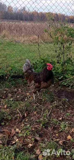 Молодые петухи