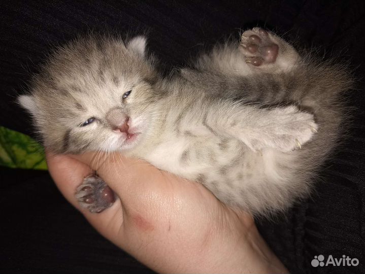 Вислоухие котята