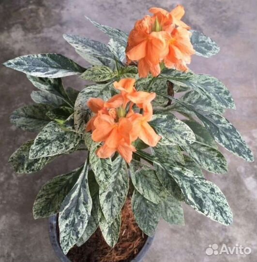 Семена комнатные растения