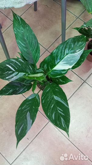 Спатифиллум и антуриум