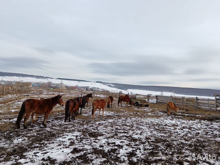 Продам лошадей