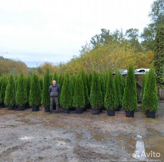 Туя Смарагд