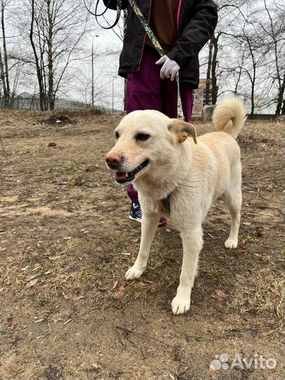 Собака бесплатно