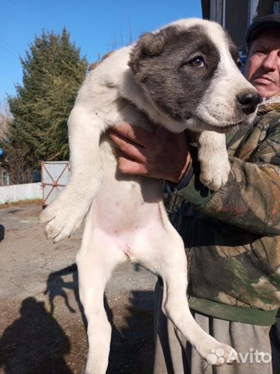 Среднеазиатская овчарка