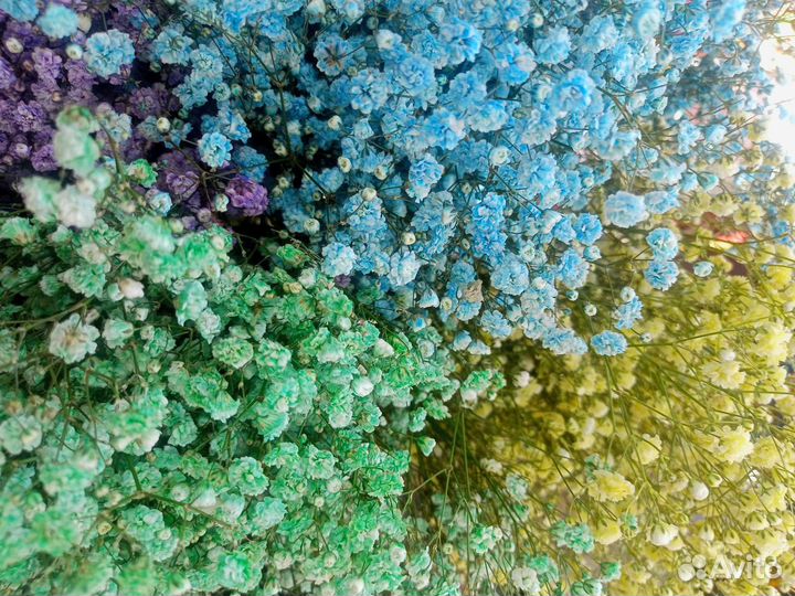 Гипсофила с бесплатной доставкой