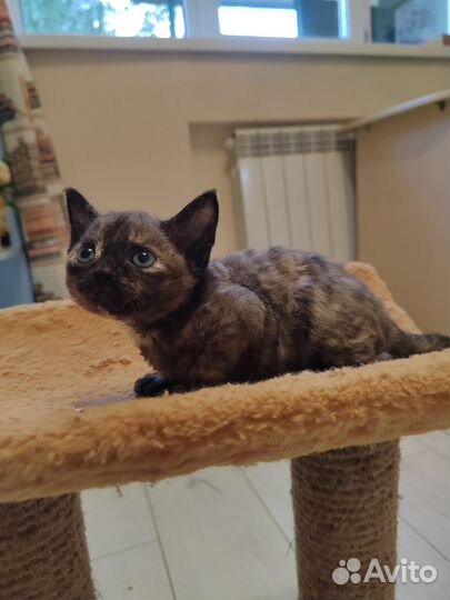 Котята девон-рекс