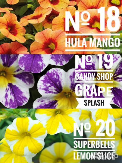 Рассада калибрахоа