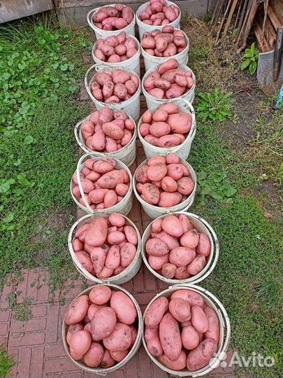 Картофель Сарпо Аксона, Сарпо Уна, Сарпо Книфли