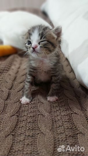 Кот в добрые руки