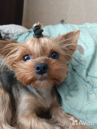 Готовятся к продаже щенки