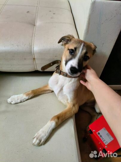 Мальчишка Бантик в заботливые руки