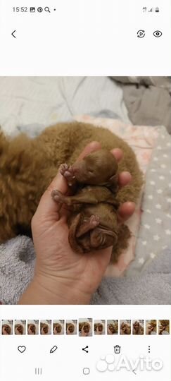 Той-пудель ред браун мальчик