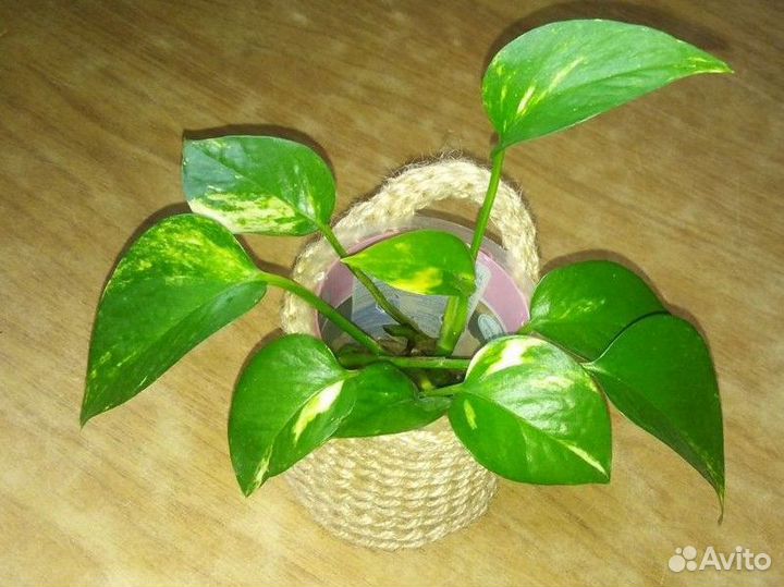 Сциндапсус золотистый