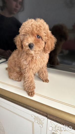 Той-пудель девочка РКФ