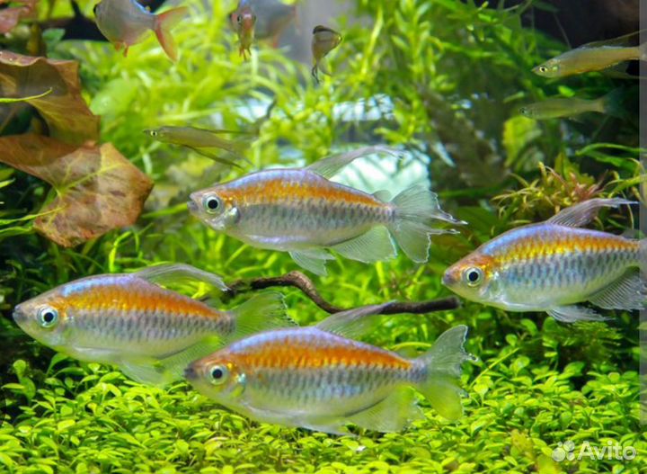 Аквариумные растения, рыбки,корм