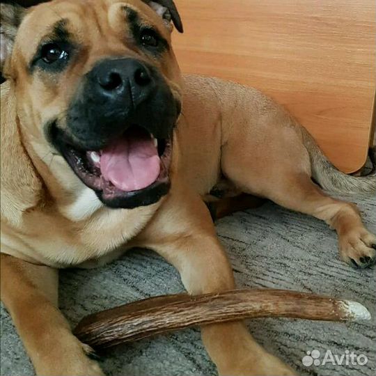 Игрушка-суперлакомство