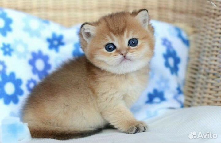 Золотые шиншилята