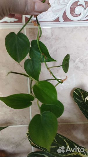 Сциндапсусы