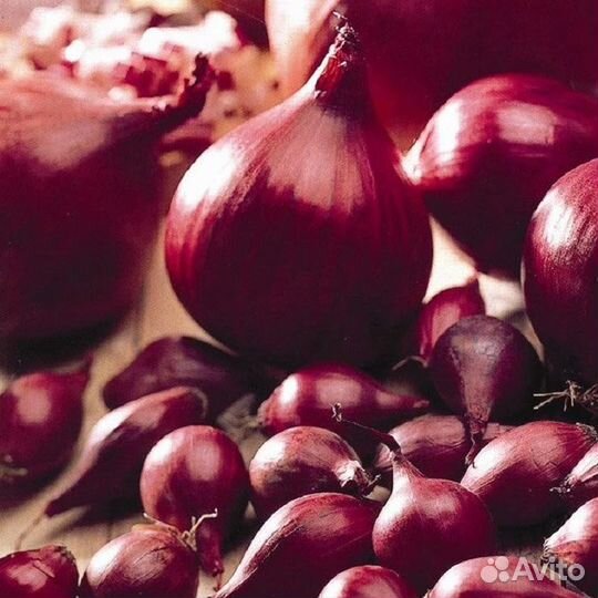 Саженцы плодовые